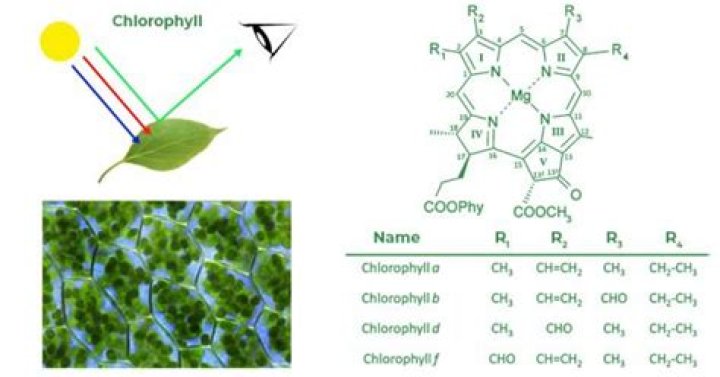 Are absorbed by chlorophyll?