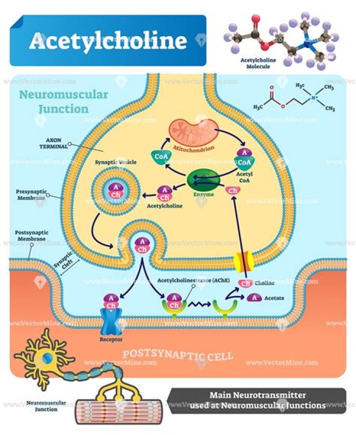 Are acetylcholine a hormone?
