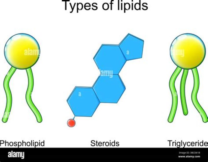 Are all lipids triglycerides?