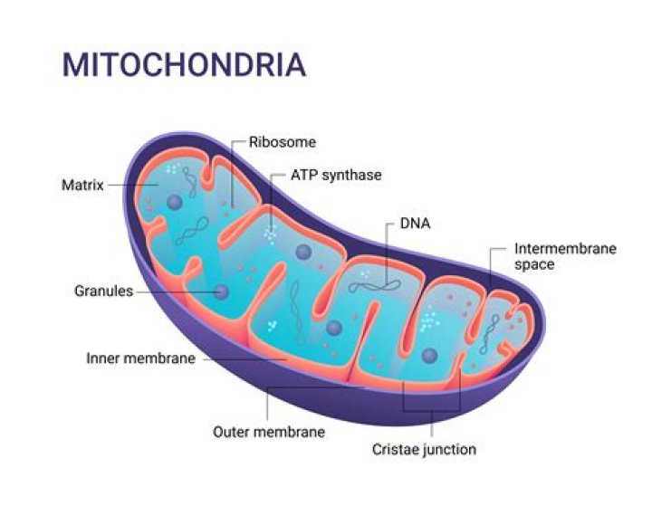 Are all mitochondria inherited from your mother?