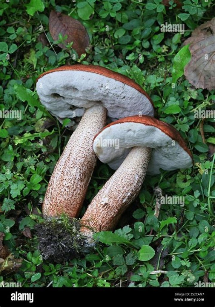 Are aspen boletes edible?