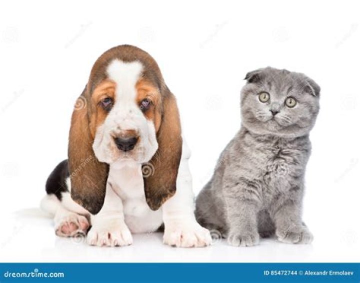 Are basset hounds good with cats?