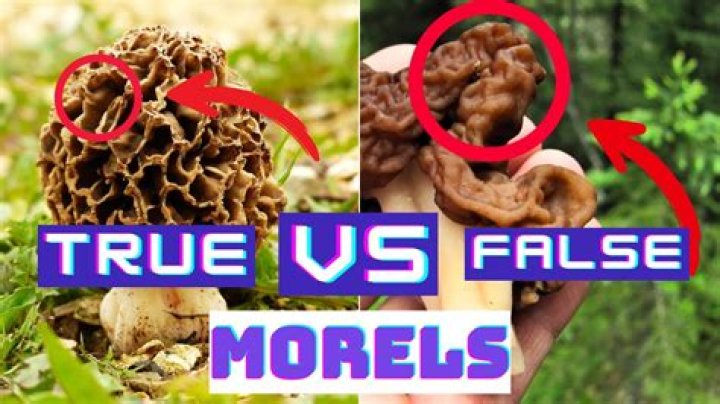 Are berserker mushrooms real?
