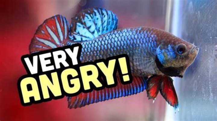 Are betta fish aggressive?