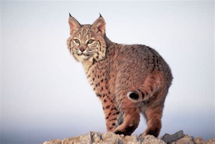Are bobcat in ct?