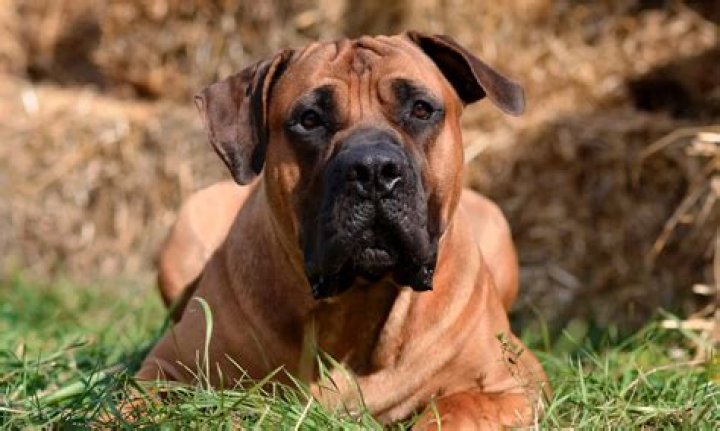 Are boerboels good family dogs?