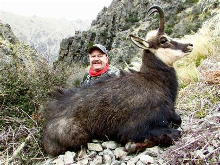 Are chamois native to new zealand?