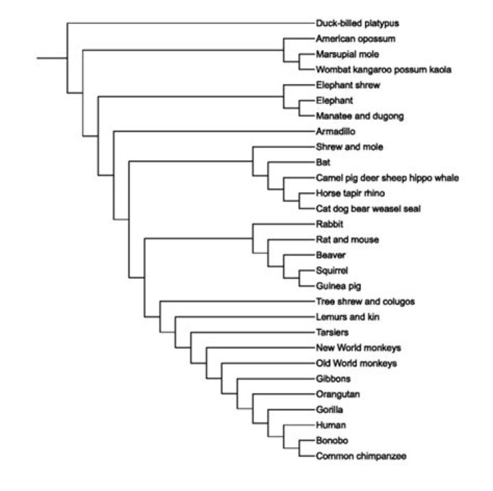 Are cladograms and phylogenetic trees the same?