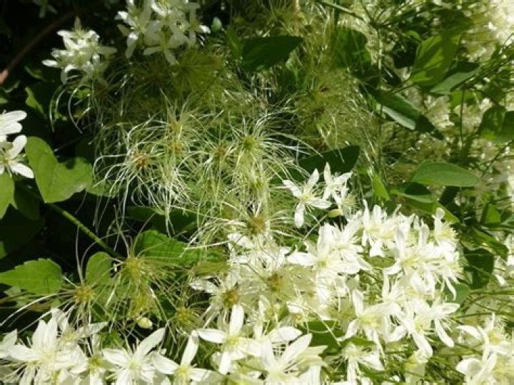 Are clematis vines invasive?