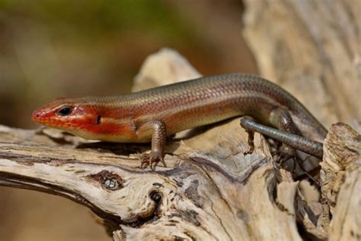 Are common five lined skinks poisonous?