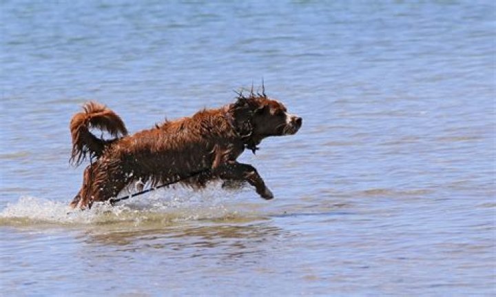 Are dogs allowed at sandbanks?