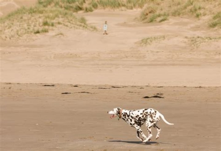 Are dogs allowed on harlech beach?