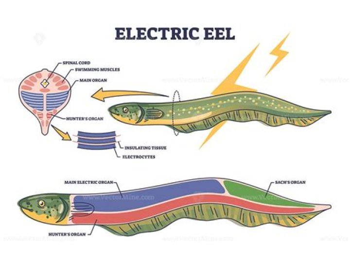 Are electric eels eels?