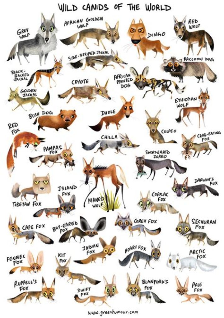 Are foxes considered canines?