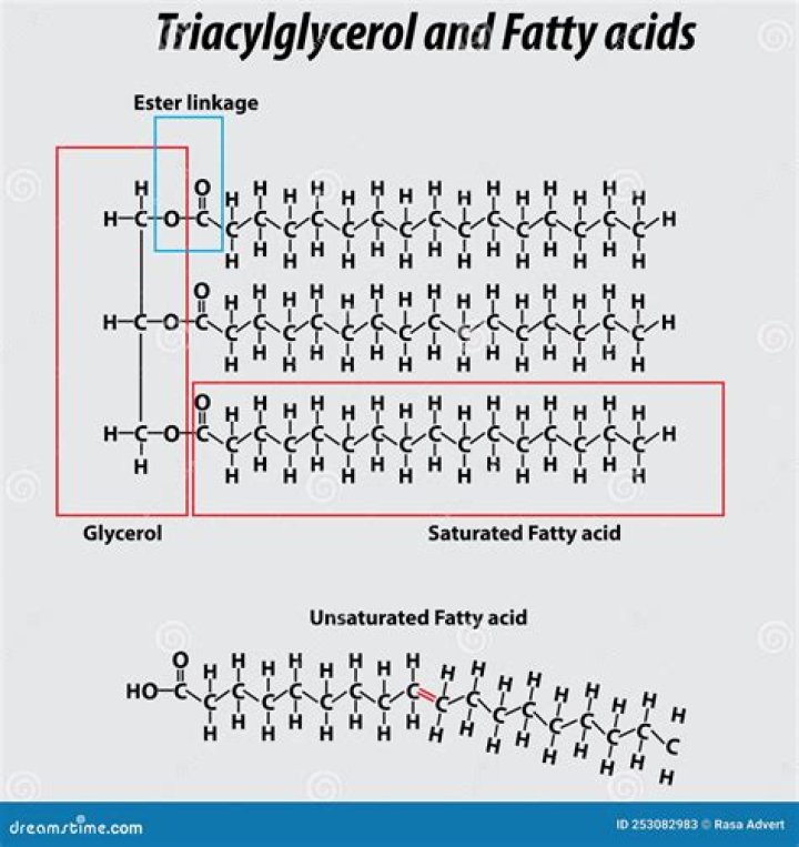 Are glycerol and fatty acids lipids?