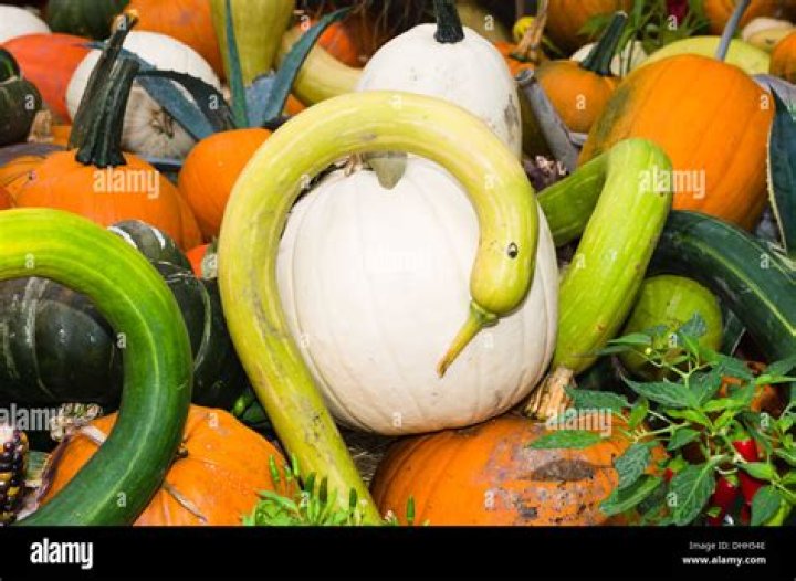 Are gourds and squash the same thing?