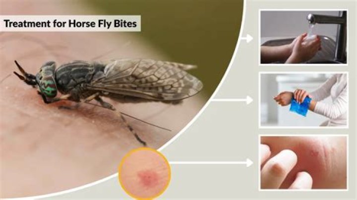 Are horse fly bite dangerous?