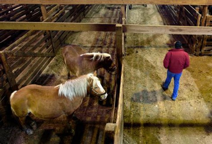Are horses slaughtered in the us?
