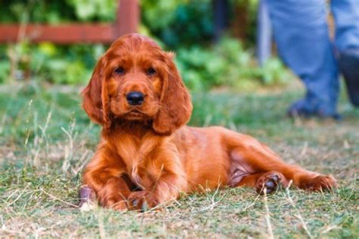 Are irish setters good family dogs?