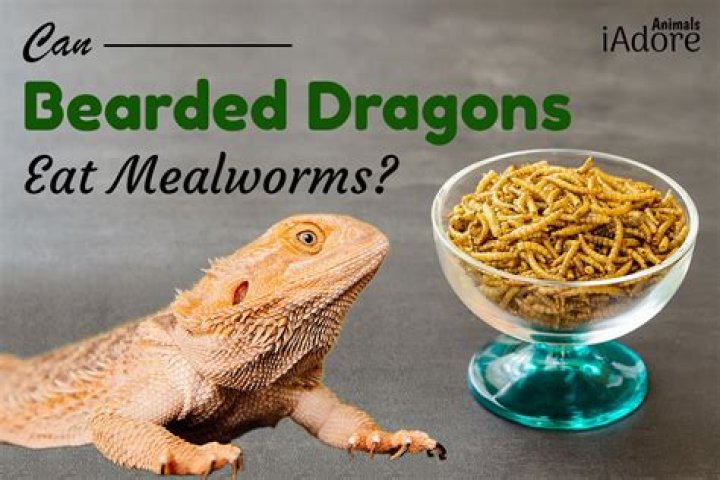Are mealworms bad for bearded dragons?