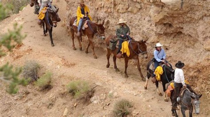 Are mules hard to walk in?