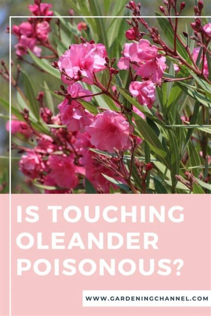 Are oleanders poisonous to touch?