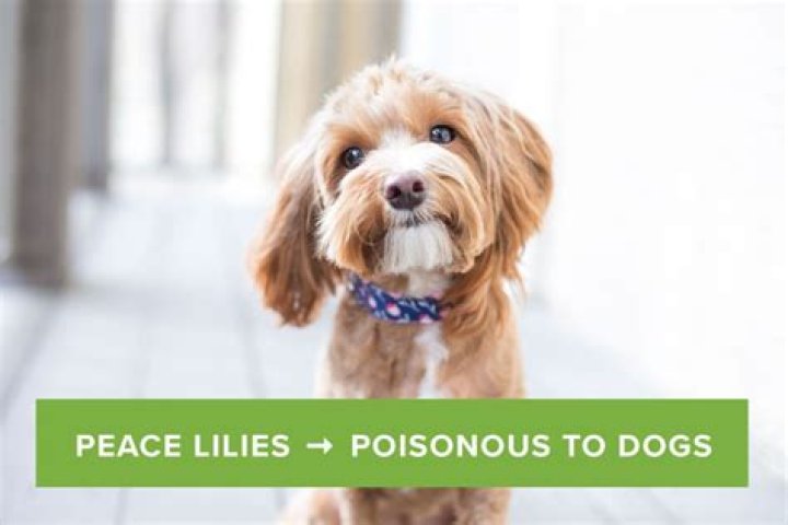 Are peace lily safe for dogs?