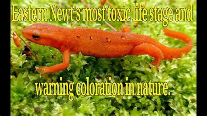 Are red efts poisonous?
