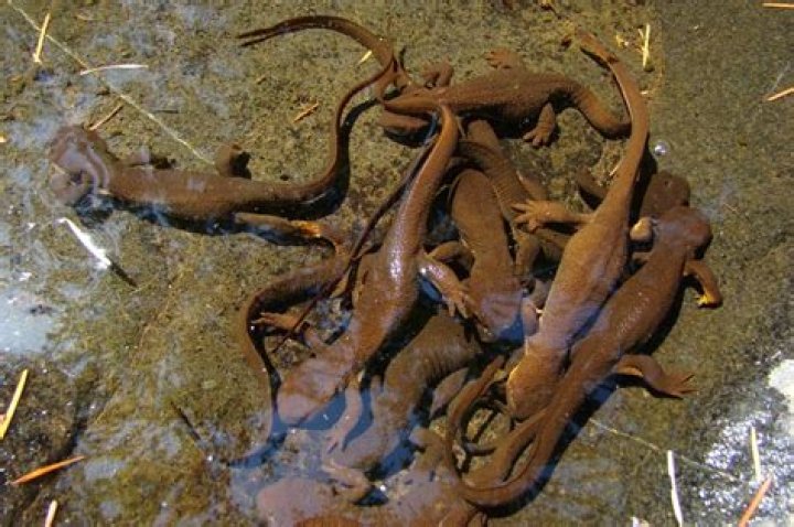 Are rough skinned newts poisonous?