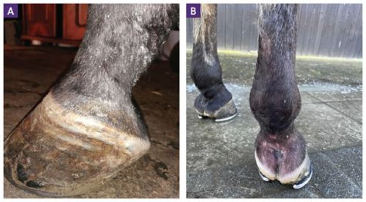 Are sarcoids in horses contagious?