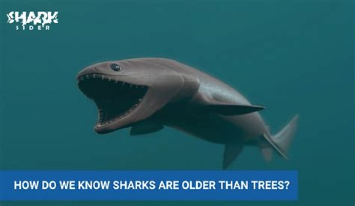 Are sharks older than trees?