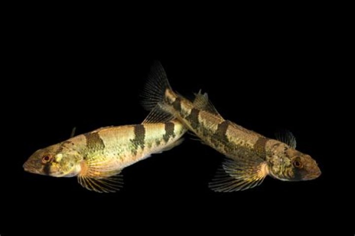 Are snail darters extinct?