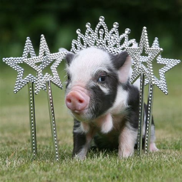 Are teacup pigs real?