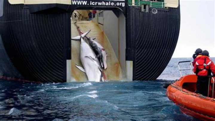 Are the japanese whaling?