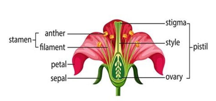 Are the non essential parts of a flower?