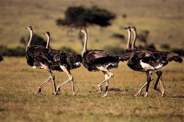 Are there ostriches in africa?
