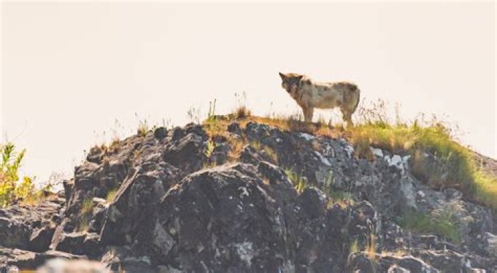Are there wolves on manitoulin island?