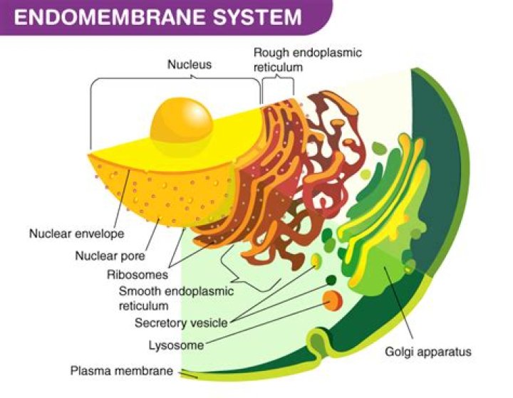 Are vacuoles part of the endomembrane system?