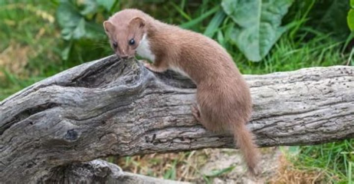 Are weasels good pets?