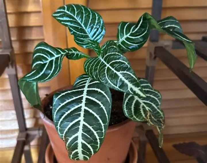 Are zebra plants toxic to cats?
