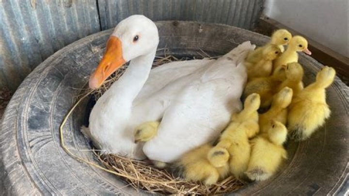At what age do pekins lay eggs?