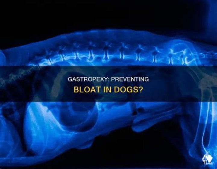 Can a dog bloat after gastropexy?