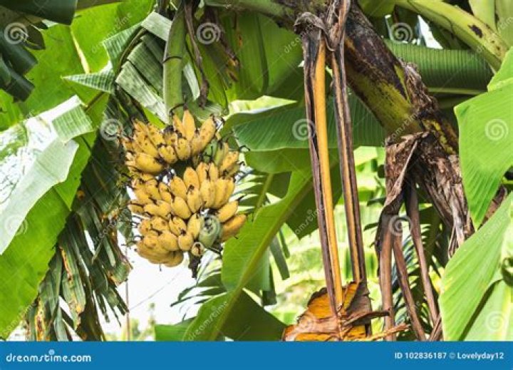 Can banana ripe on tree?