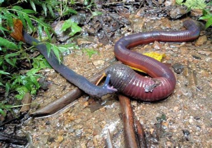 Can caecilians hurt you?