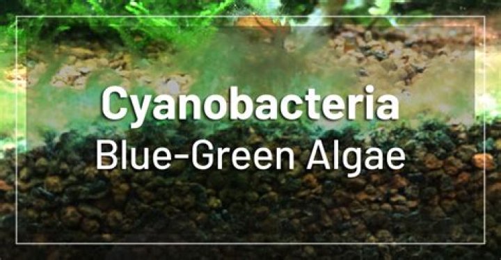 Can cyanobacteria kill you?
