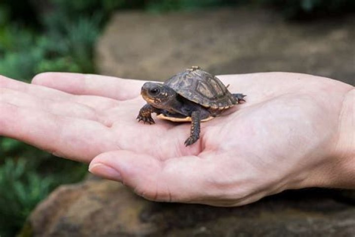 Can dogs be around turtles?