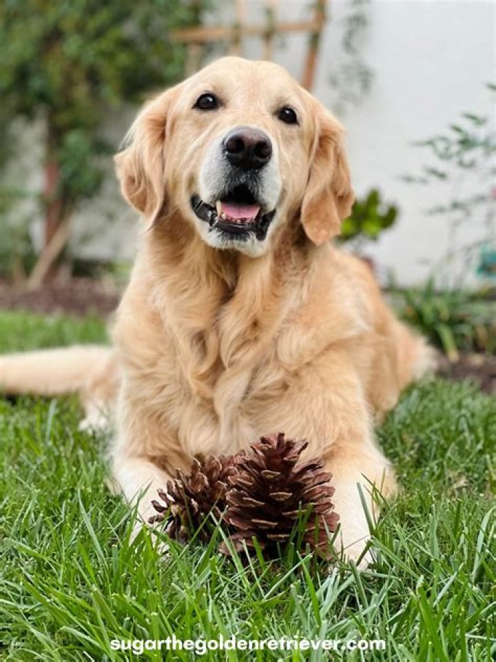 Can dogs eat trees?