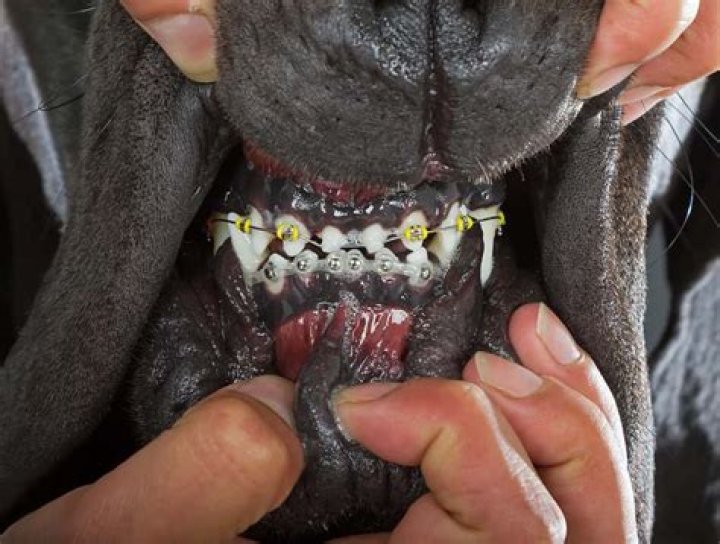Can dogs get bezoars?