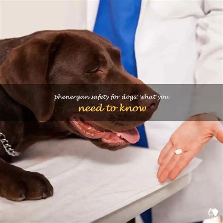 Can dogs have phenergan?