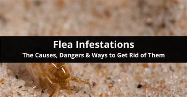 Can fleas infest your house?